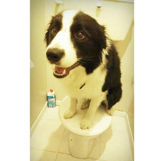 Do I need to flush ?