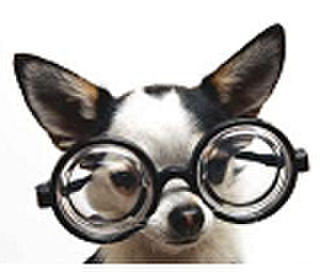 Pet Accessories