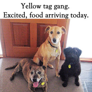 Yellow Tag Gang