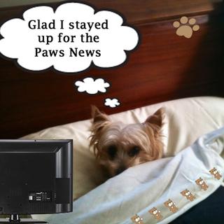 Watching Paws News