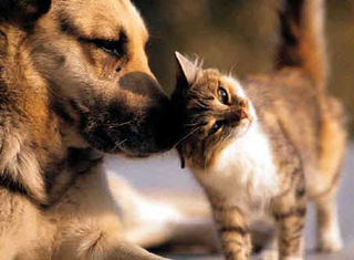 Pet Health Products