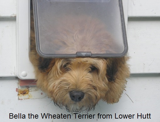 Wheaten Terrier